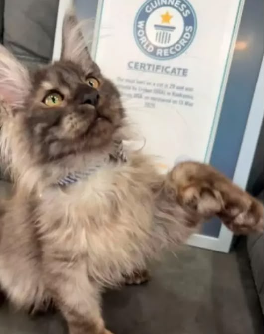 Gato com 29 dedos entra para o Guinness e estabelece novo recorde