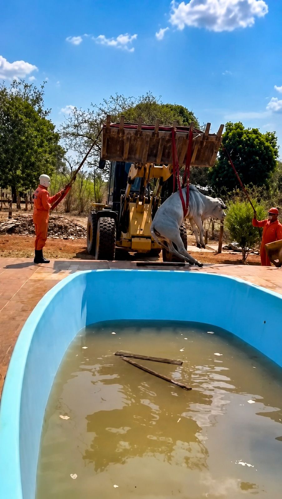 Bombeiros usam escavadeira para resgatar boi que caiu em piscina