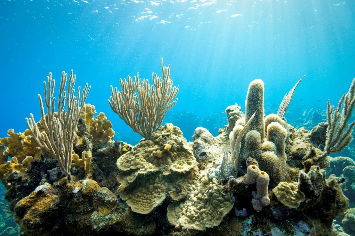Corais revelam que o El Niño está mais frequente e intenso devido ao aquecimento global
