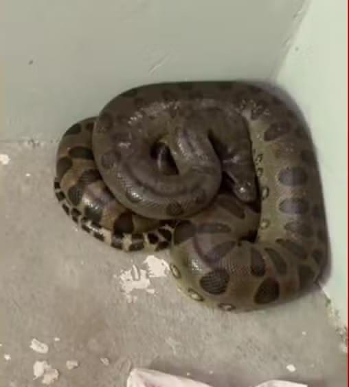 Filhote de sucuri é encontrado dentro de quarto e assusta moradora