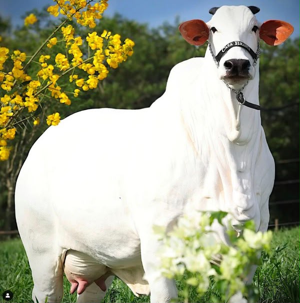Vaca brasileira se torna a mais cara do mundo após valorização de R$ 24 milhões